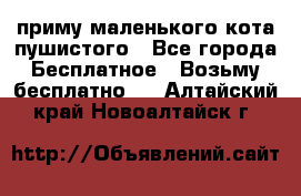 приму маленького кота пушистого - Все города Бесплатное » Возьму бесплатно   . Алтайский край,Новоалтайск г.